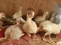 Broad Breasted White — photo 1