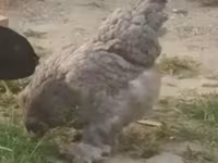 Silkie — photo 1