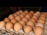 Chickens — الصورة 1