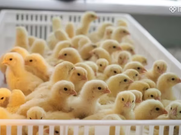 Chickens — أرمينيا