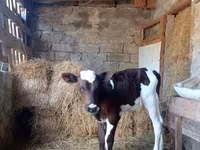 Bull, Simmental cattle — photo 2