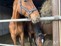 Klisna, Polish pony — foto 5