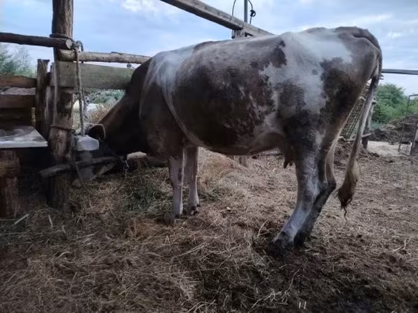 Sigir, Joriy latviya qizil