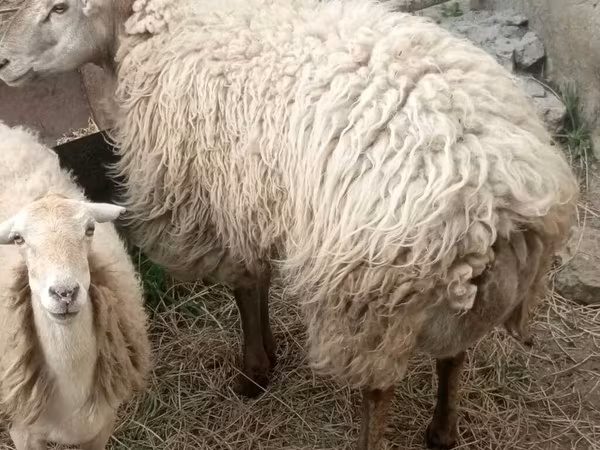 Ram, Sheep