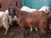 Billy Goat, Goats — photo 4