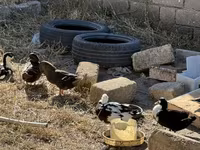 Ducks — foto 3