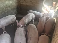 Boar, Pigs — photo 5