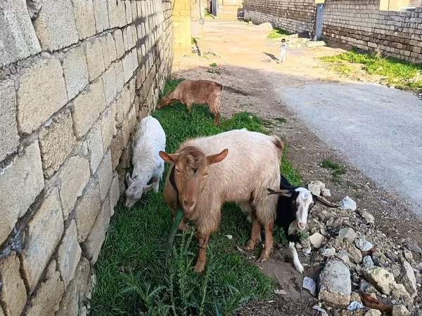 Goat, Goats