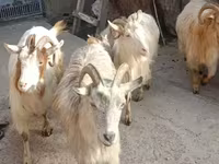 Echki, Echkilar — 1-rasm