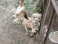 Chickens — Foto 1
