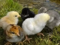 Chickens — 3-rasm
