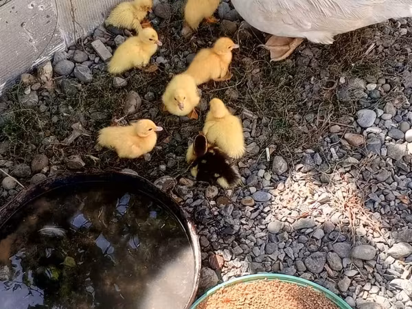 Ducks — Azərbaycan