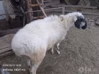 Qoç, Blackheaded Persian sheep — foto 2
