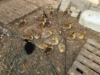 Domestic Muscovy — photo 3