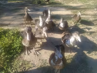 Ducks — foto 1
