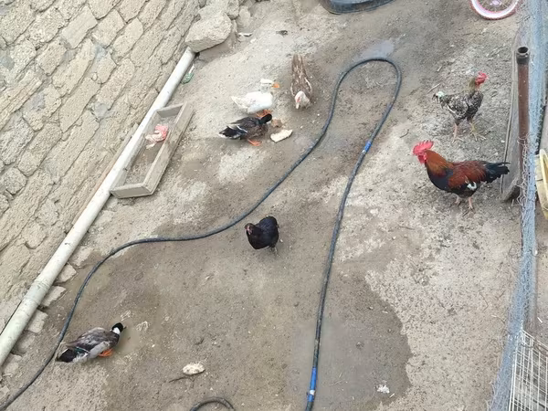 Chickens — Azərbaycan