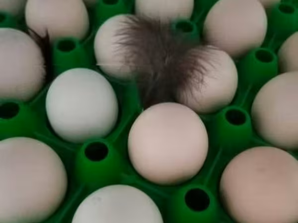 Chickens