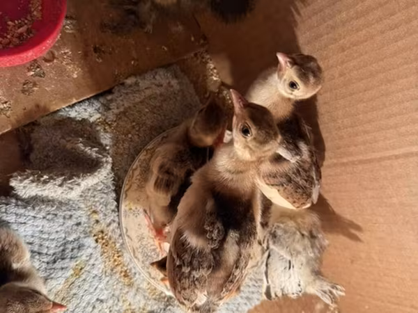 King Quail — Azerbaijan