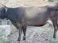 İnək, Ukrainian Brown Dairy Cattle — foto 1