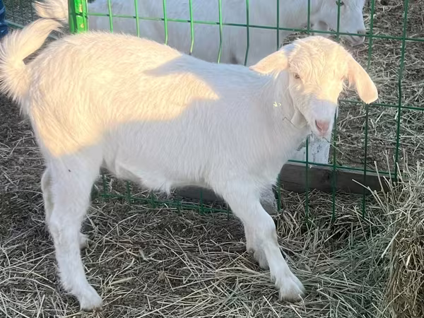 Koza, Saanen goat