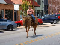 Cavalo, Quarter Horse — foto 7