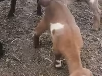 Dişi keçi, Czech Brown Shorthaired goats — foto 4