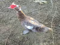Domestic Muscovy — photo 1