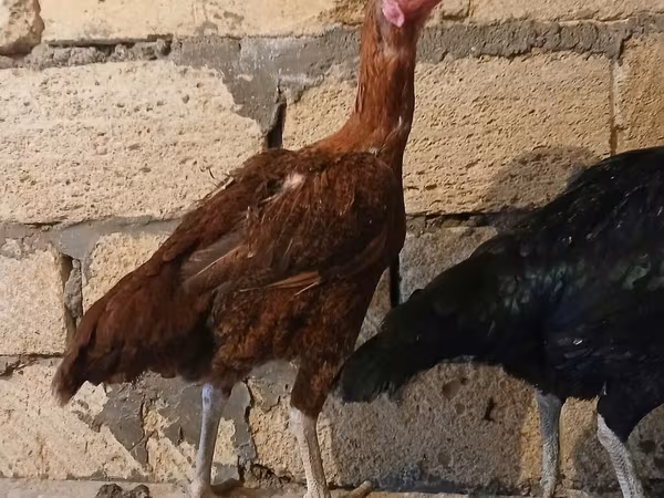 Chickens — Azerbaijan