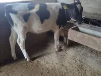 İnək, Russian Black pied cattle — foto 2