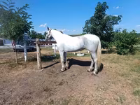 Mare, Orlov Trotter — photo 1