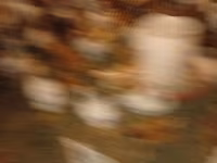 Chickens — Foto 3