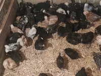 Australorp — Foto 3