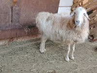 Beran, Kazakh fat-tailed coarsewool sheep — foto 3