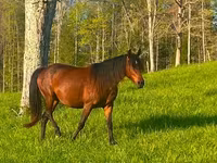 Yegua, Rocky Mountain Horse — foto 2