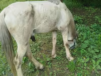Horse (M), Horses — photo 2