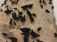 Australorp — foto 5