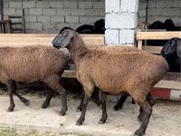 Ram, Sheep — photo 1