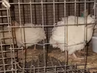 Quails — الصورة 4