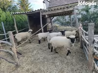 Owca, German Blackheaded Mutton sheep — zdjęcie 1