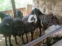 Qoç, Rhon sheep — foto 3
