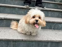 Maltipu – 2 yaş, peyvəndləri olunub. - Cins: Maltipoo (Maltese x — 照片 2