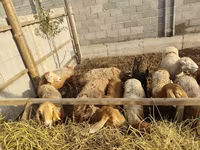 Oveja, Ovejas — foto 2