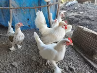 Chickens — Foto 6