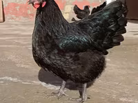 Chickens — photo 6