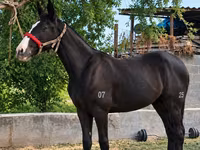 Mare, Kyrgyz Horse — photo 2