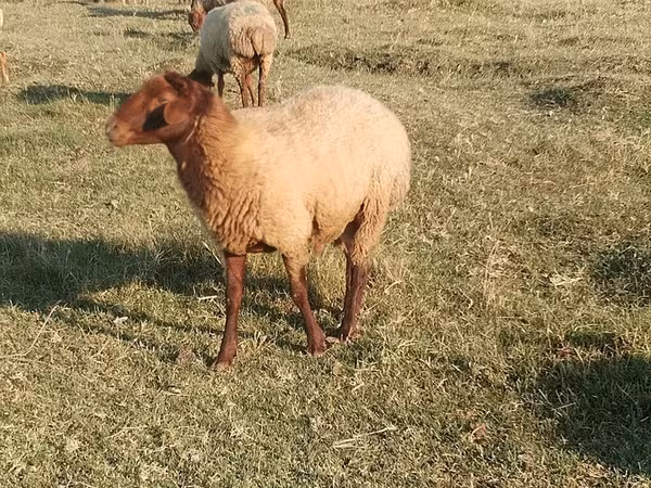 Qoç, Qoyunlar