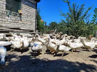 German Pekin — photo 2