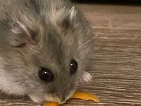 Cırtdan hamster və tam dəst qəfəs Məhsul təsviri: - Növ: cırtdan — الصورة 1