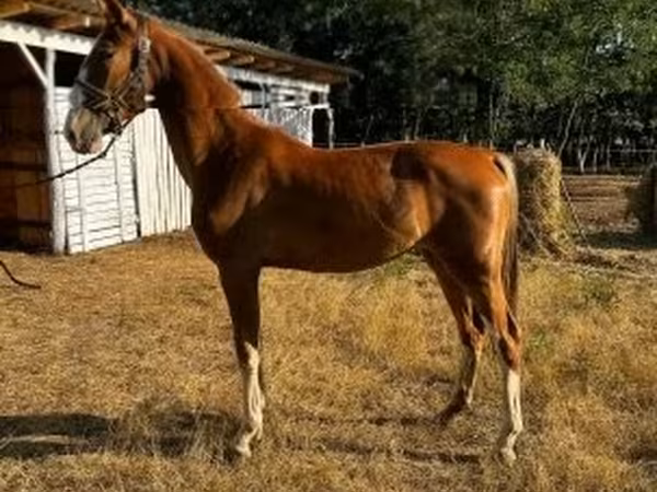 Klisna, Dutch warmblood horse