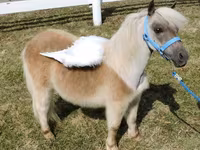 Madyan, Miniature horse — foto 5